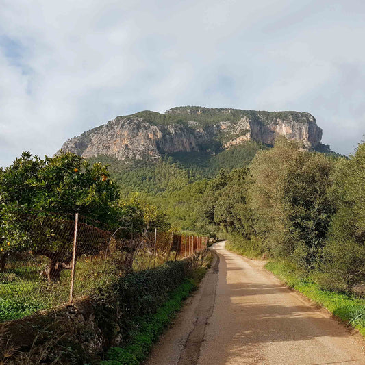 Mallorca im Winter – Ein echter Geheimtipp für Sonnenhungrige und Ruhesuchende